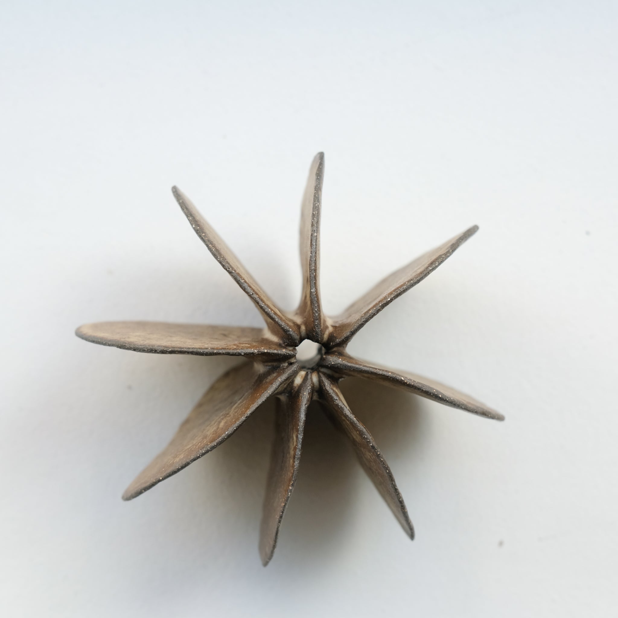 Objet Petale L en grès D 12cm - brun noir de Motoko Saigo chez Brutal Ceramics