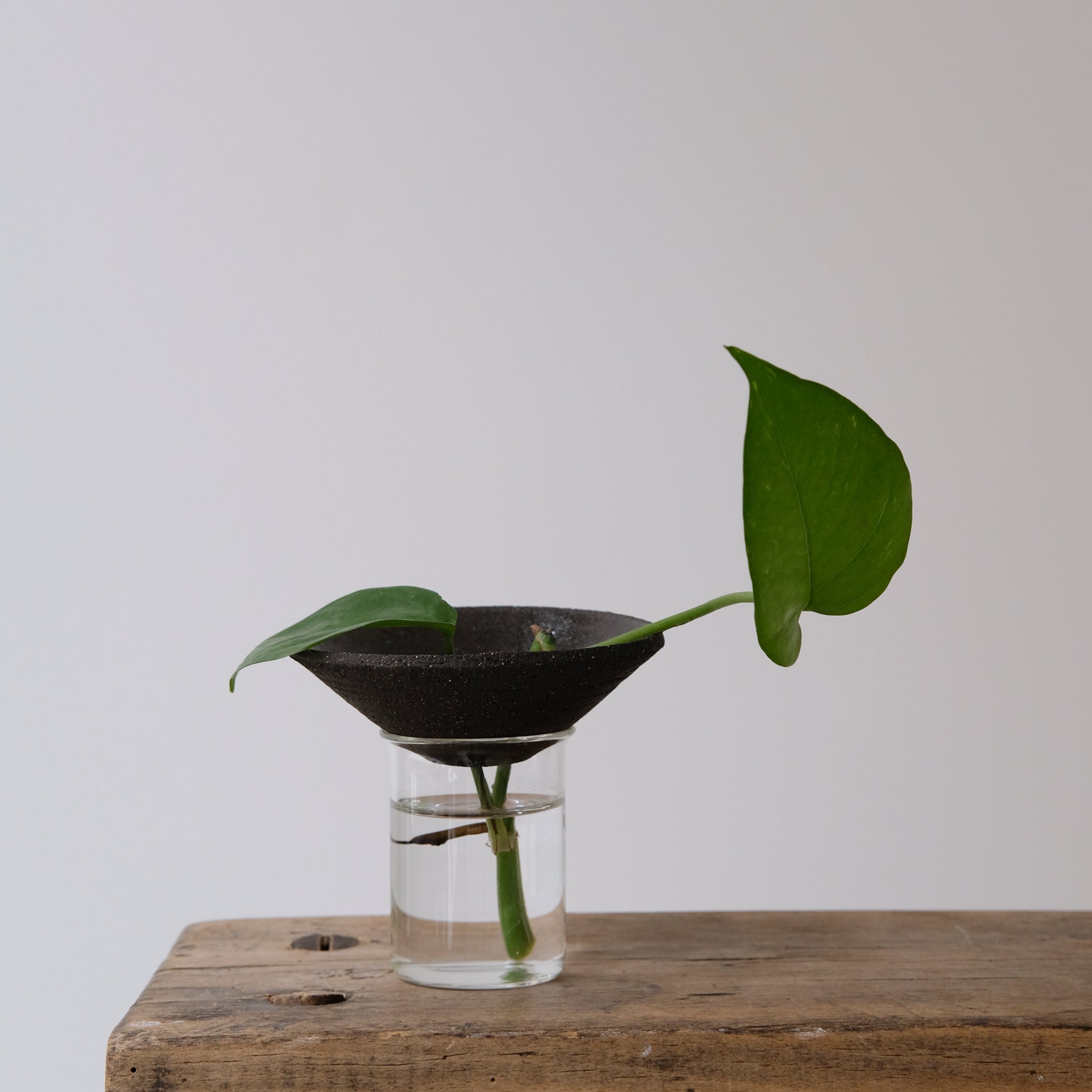 Kit Bouture par Studio Racines chez Brutal Ceramics