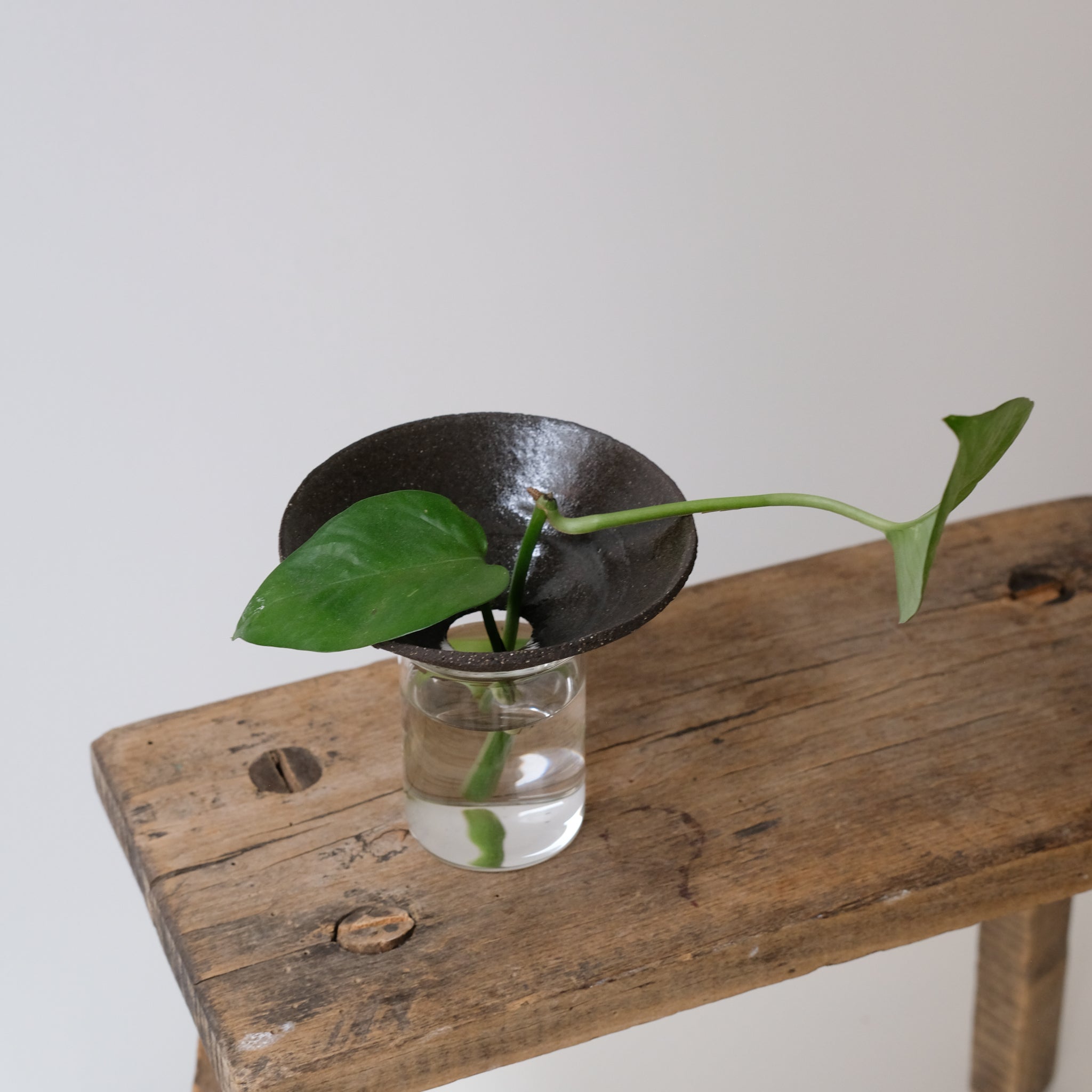 Kit Bouture par Studio Racines chez Brutal Ceramics